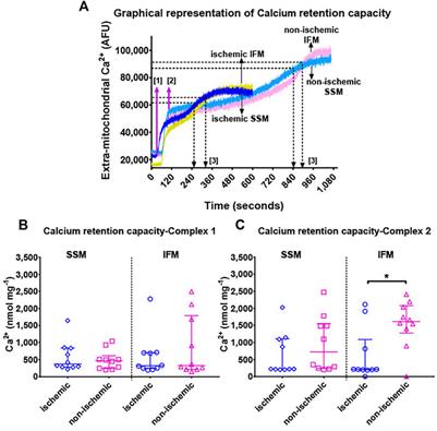 Differential Effects of Reperfusion on Cardiac Mitochondrial Subpopulations in a Preclinical Porcine Model of Acute Myocardial Infarction